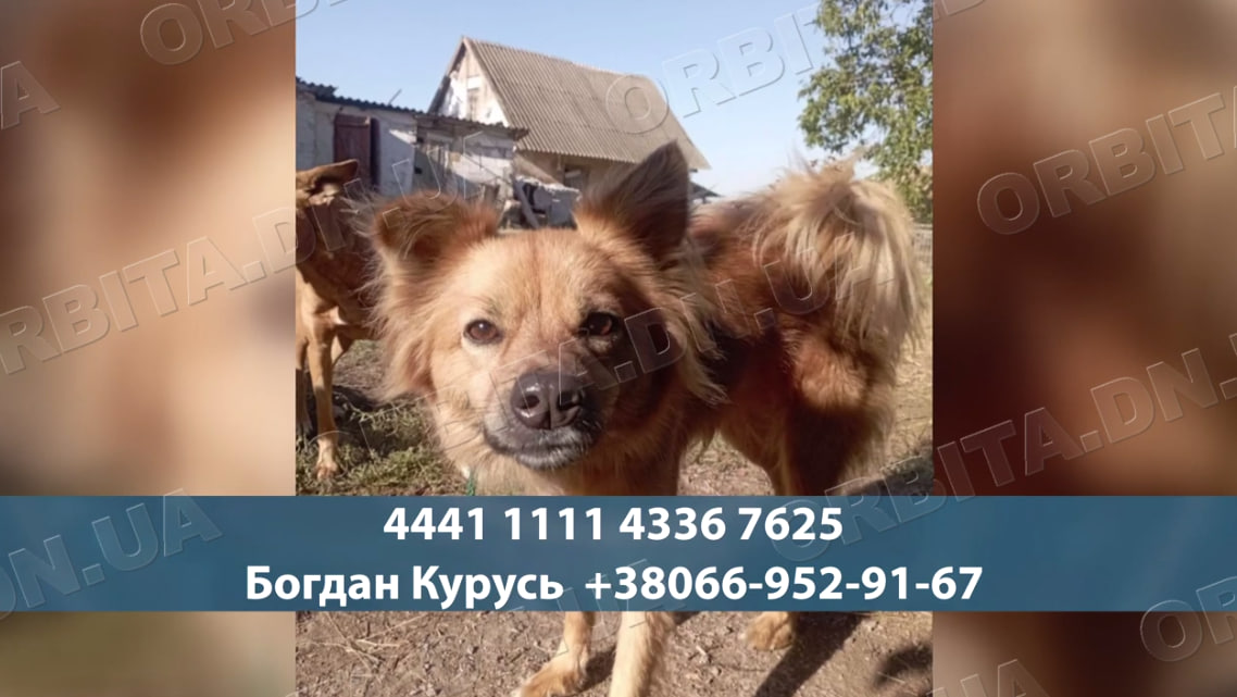 Шанс на порятунок: зооволонтери вивозять тварин з Білозерського