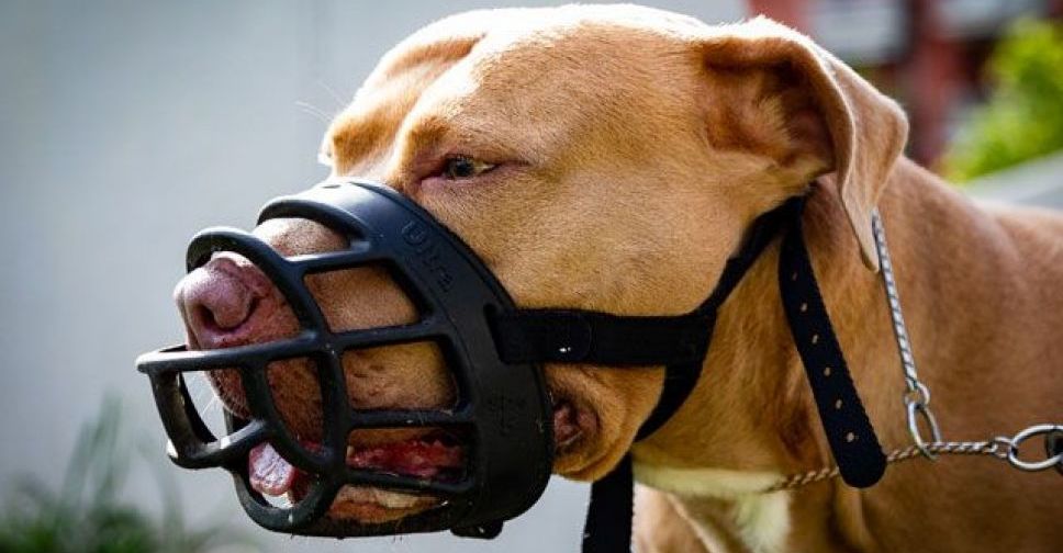 В Украине запретили выгуливать «опасных» собак без намордника