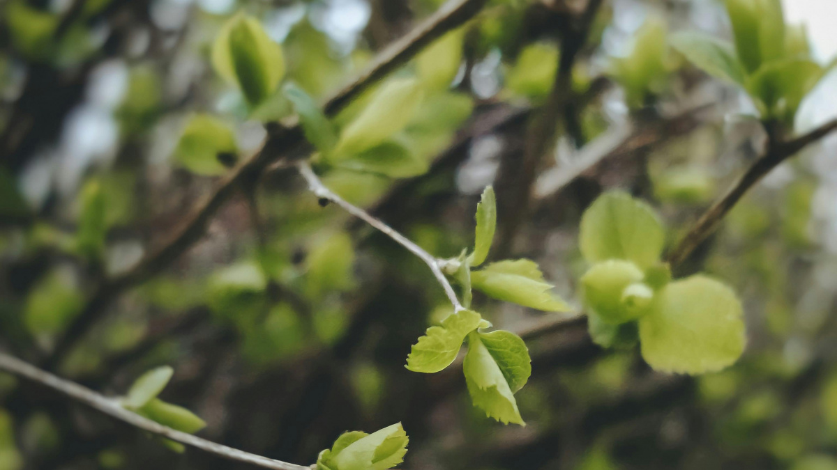 Суттєво холодніше за норму: прогноз погоди в Україні на тиждень з 27 квітня по 3 травня