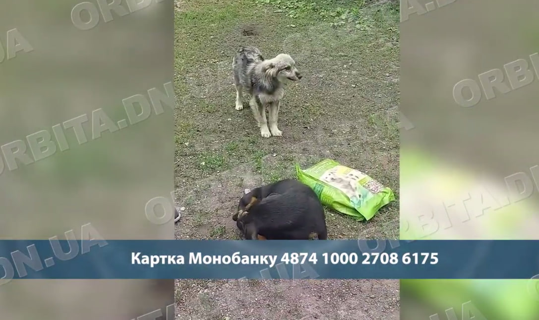 Під прицілом дронів: зооволонтерка - про життя і виживання в Добропіллі