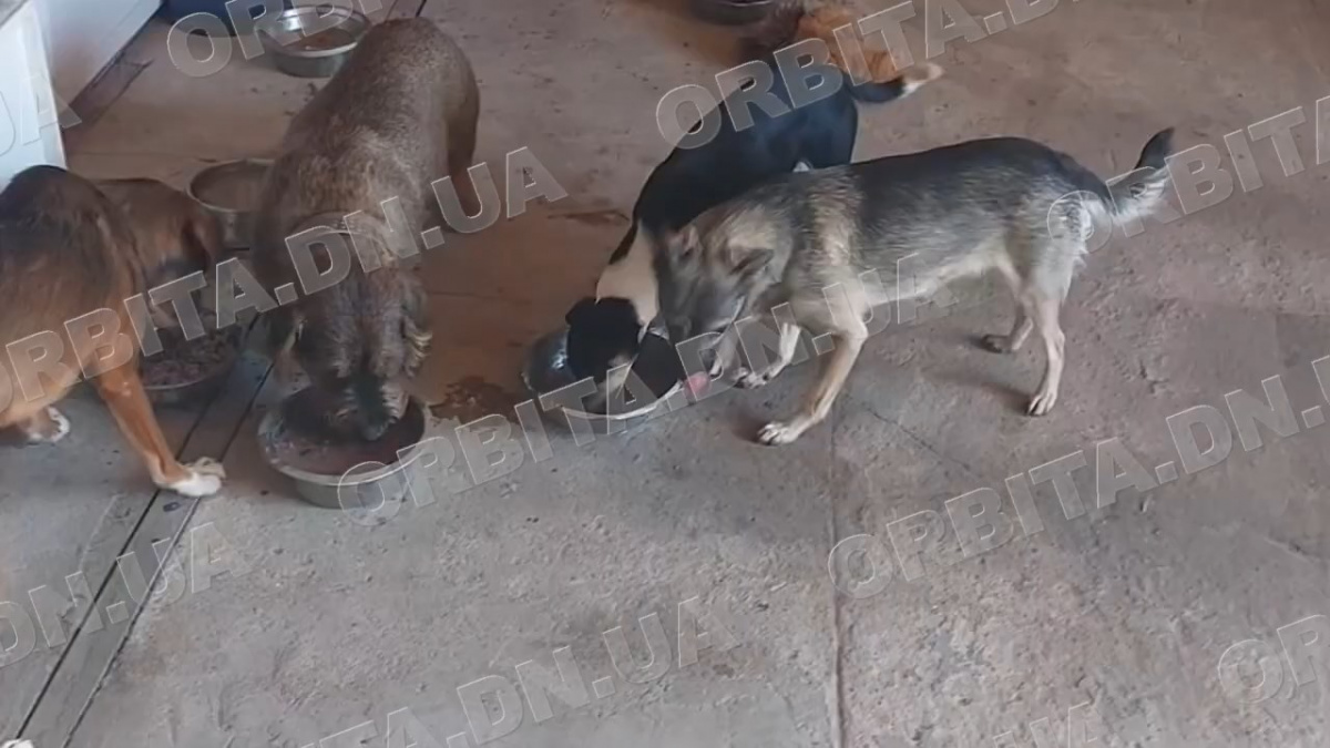 Порятунок тварин: зооволонтерка Вікторія Жидкова знову завітала до Добропілля