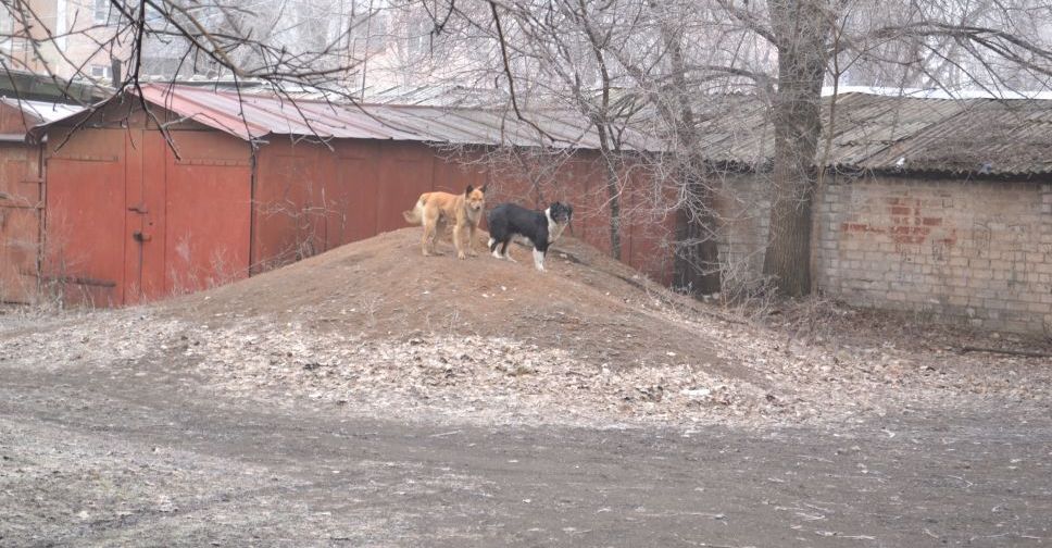 В Мирнограде бездомные собаки нападают на прохожих