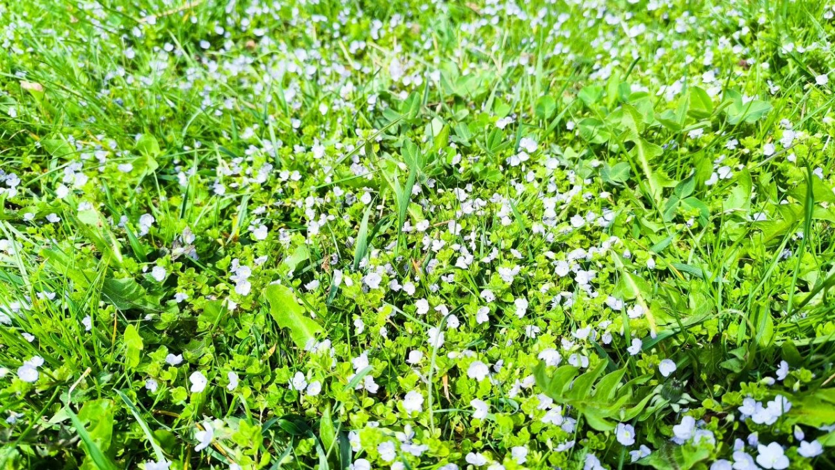 Десь тепло та тумани, а десь заморозки та дощі: прогноз погоди в Україні на вихідні 18-19 квітня