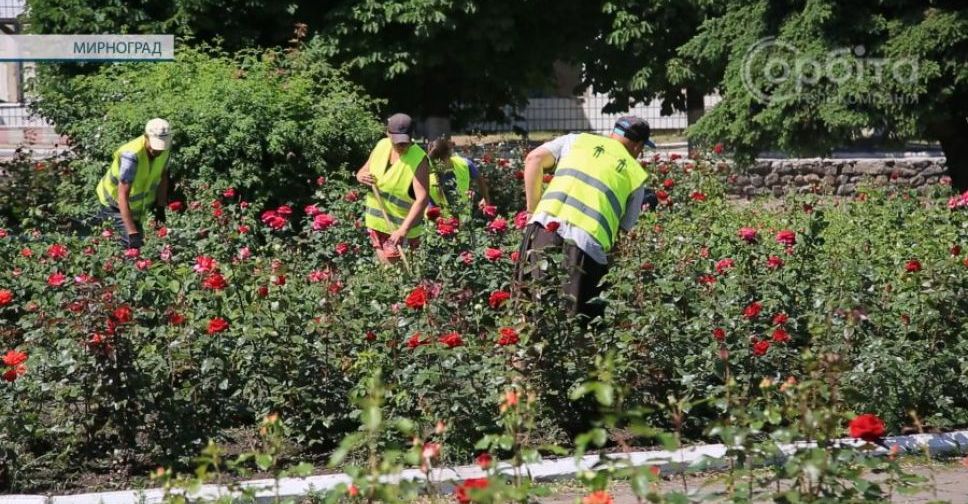 Час новин. Чистота, троянди та омолодження дерев: Мирноград не перестає пильнувати за благоустроєм