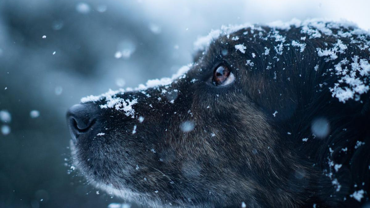 Дощі, вітер, мокрий сніг та заморозки: синоптик зробив прогноз на тиждень 6-12 квітня