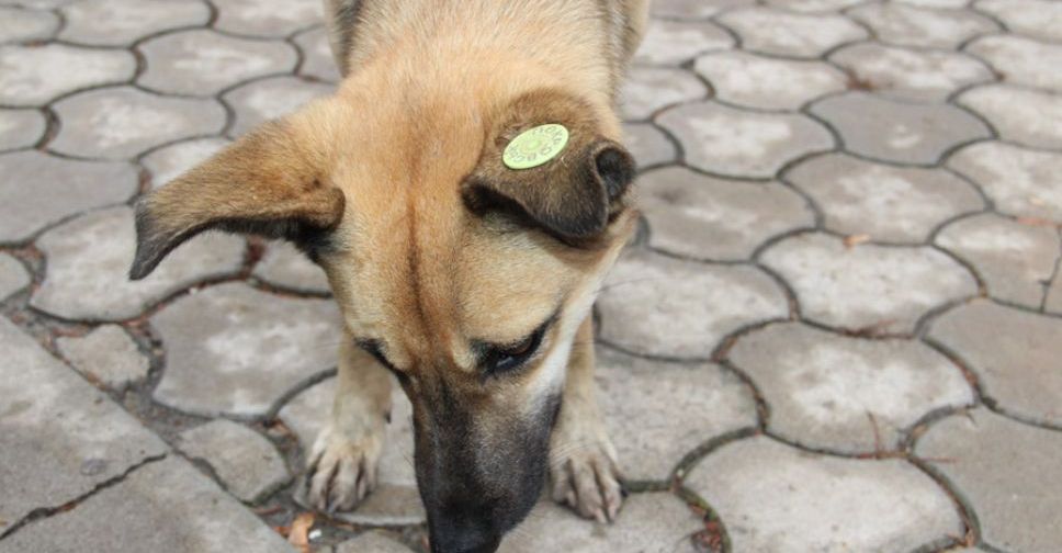 Без стерилизации и чипирования: в Покровске отловят около 100 бездомных собак