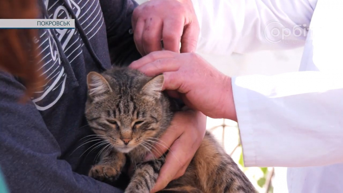Як пройшли перші дні масової вакцинації домашніх тварин у Покровську – розповіли ветеринари