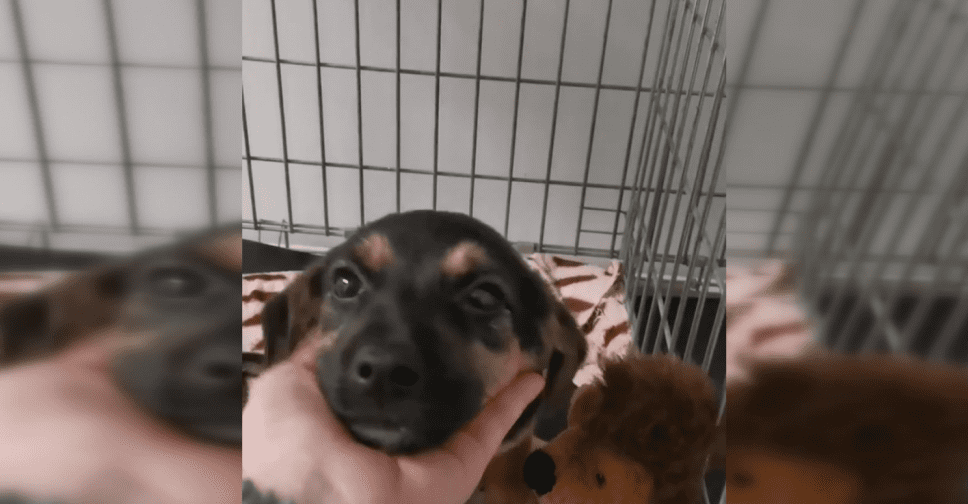 Невероятная история одного щенка – в Мирнограде волонтеры борются за жизнь маленькой Ники