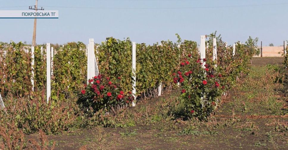 Час новин. Як троянди допомагають у виноградарстві, або Особливості вирощування п’янкої ягоди в Донецькому регіоні