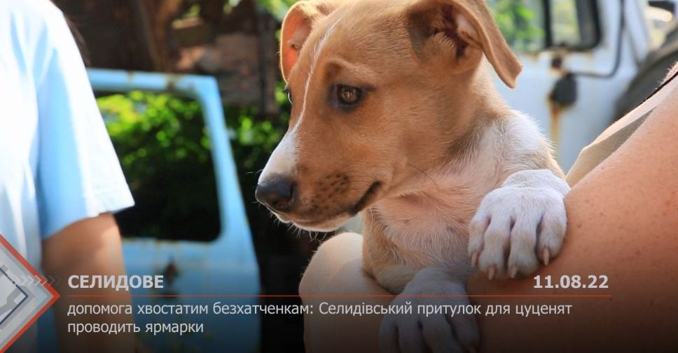 З місця подій. Допомога хвостатим безхатченкам: Селидівський притулок для цуценят запрошує на ярмарки