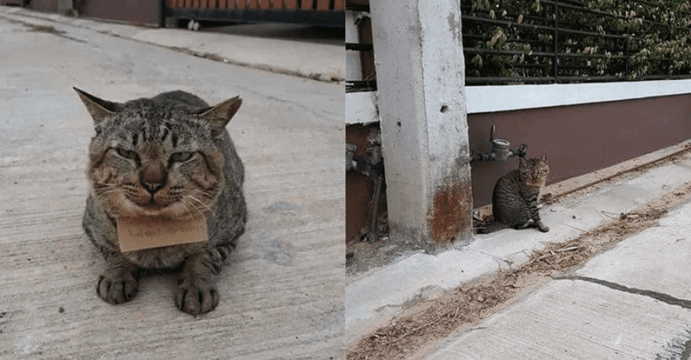В Таиланде кот пропал на три дня, а вернулся с долгами