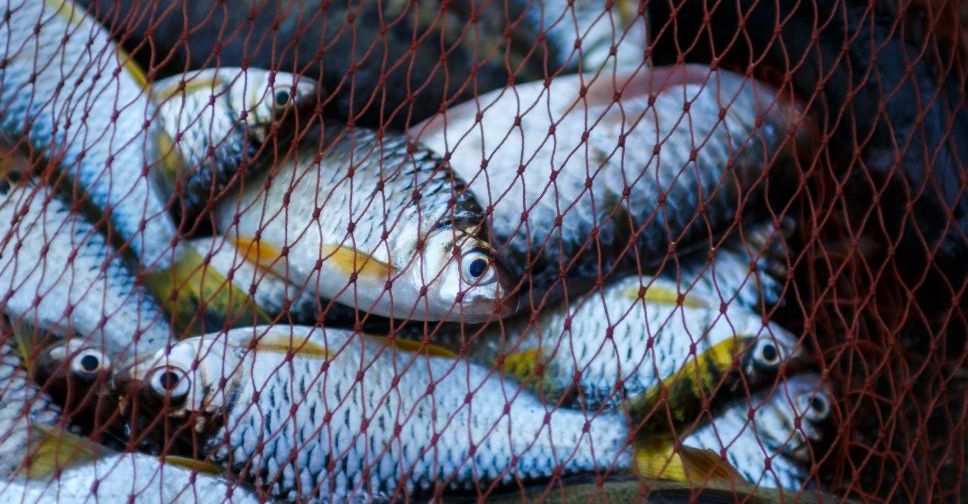 Штрафи за незаконний вилов риби в Україні збільшено у десятки разів