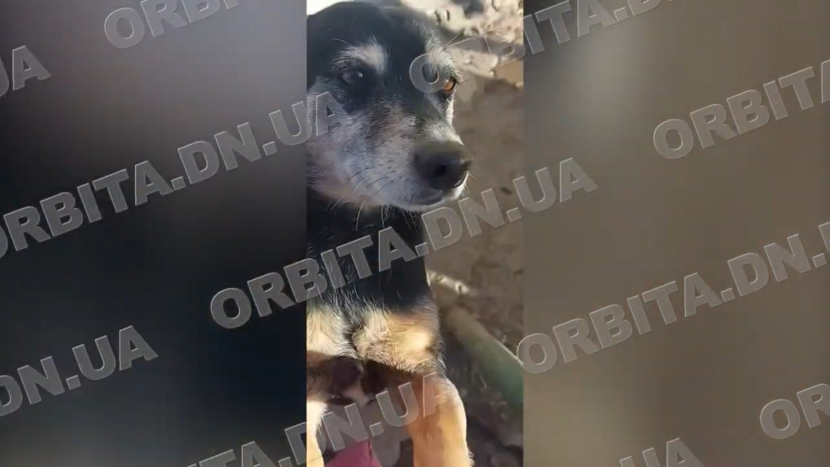 Врятувала від війни, але потребує допомоги: історія зооволонтерки з Добропілля