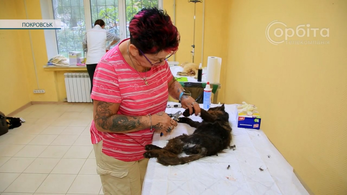 Волонтери з Німеччини приїхали до Покровська стерилізувати безхатніх тварин