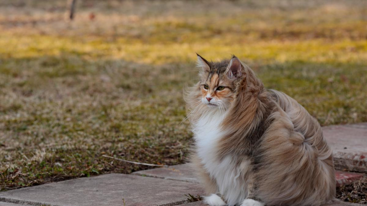 Аномально тепло та вітряно: прогноз погоди в Україні на тиждень 8-14 грудня