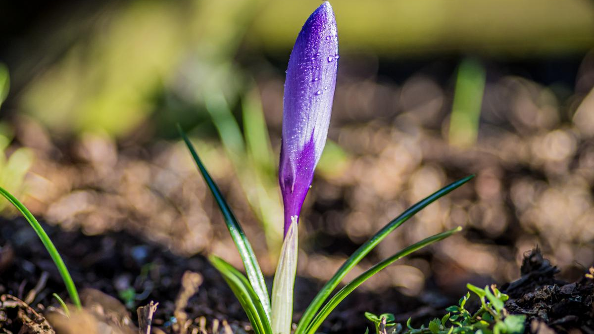 Вихідні 7-8 березня в Україні будуть сонячними