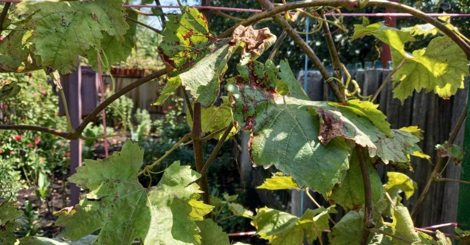 Грибкові захворювання – біда для винограду: чим допомогти рослинам