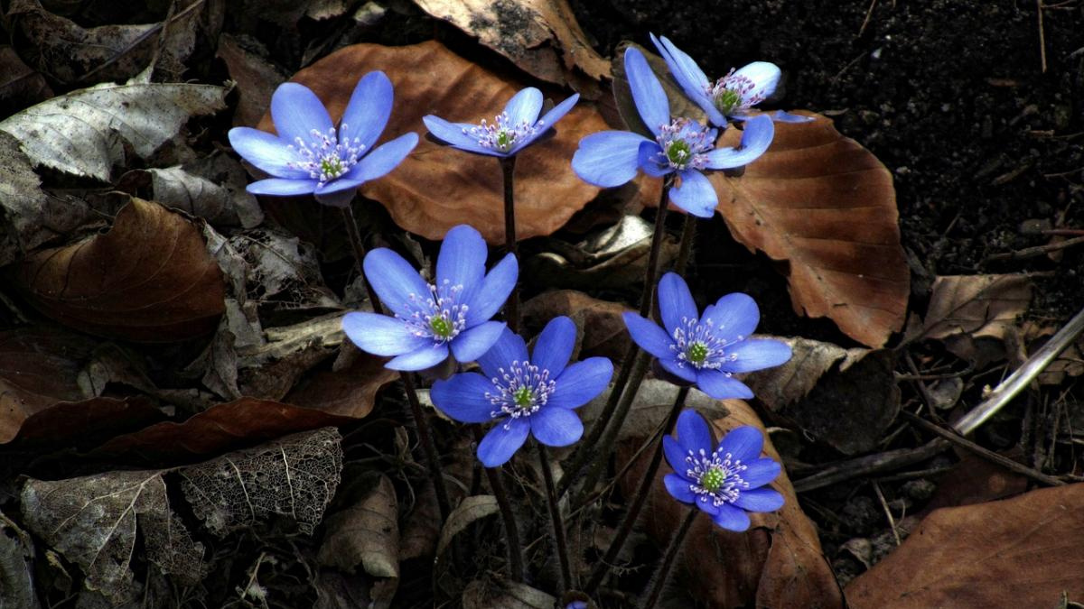 Нічні заморозки, ясно та вітряно вдень: про погоду на вихідні 14-15 березня