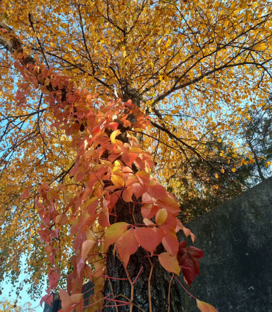 Майже по всій Україні буде тепло та сухо: прогноз на перші вихідні листопада