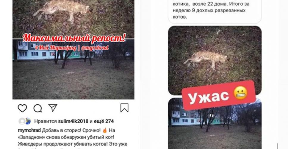 В Мирнограде кто-то продолжает убивать бездомных котов – открыто уголовное производство