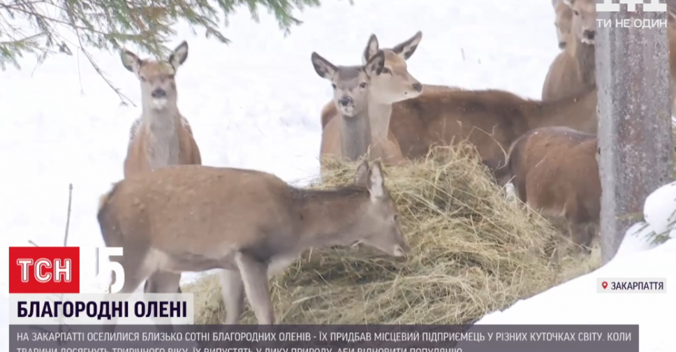 Закарпатський фермер купив майже сотню оленів, щоб поповнити ними ліси Карпат