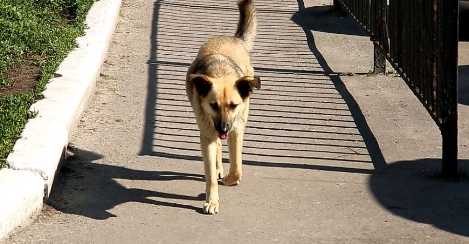 Как власти Покровска будут улаживать конфликт с зоозащитниками, которые препятствуют отлову животных
