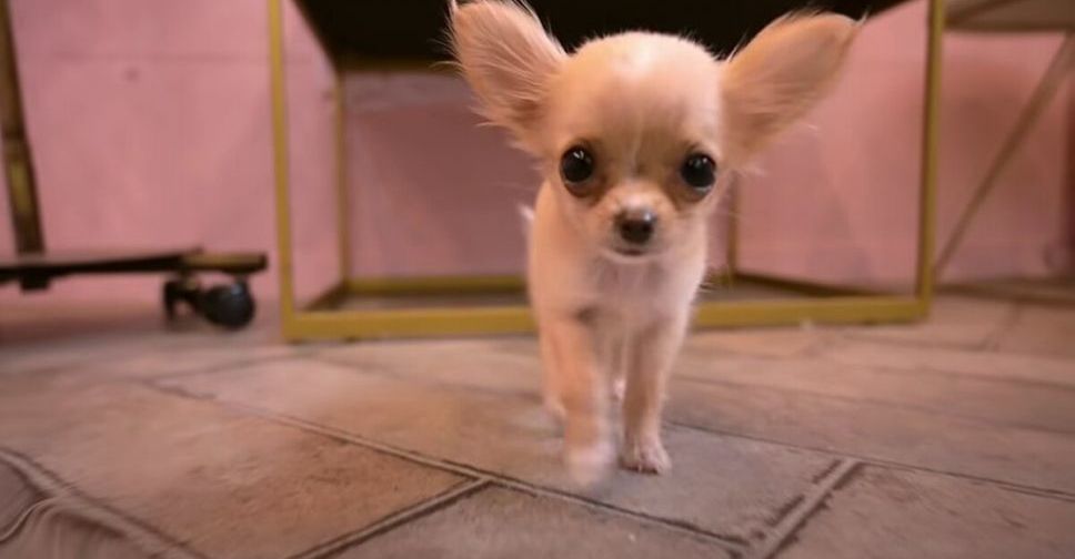 Впервые у парикмахера: видео с милым щенком посмотрели более 2 миллионов человек
