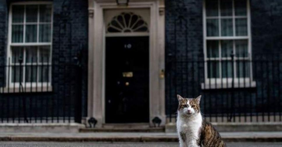 Головний кіт Великої Британії святкує ювілейні 10 років на службі Королівства