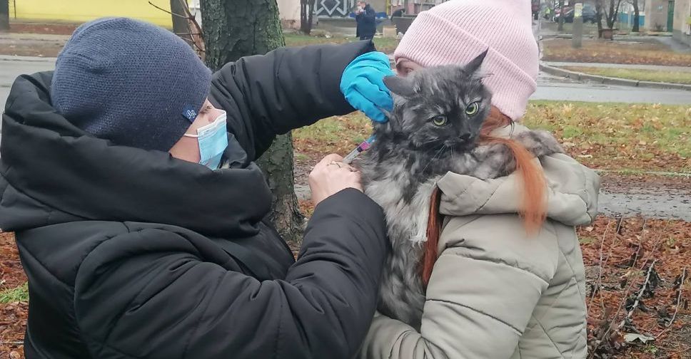 В Покровске началась вакцинация собак и кошек от бешенства