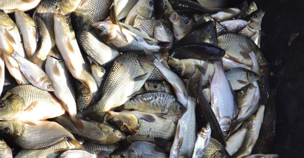 Відсьогодні в більшості областей України забороняється ловити рибу в зимувальних ямах
