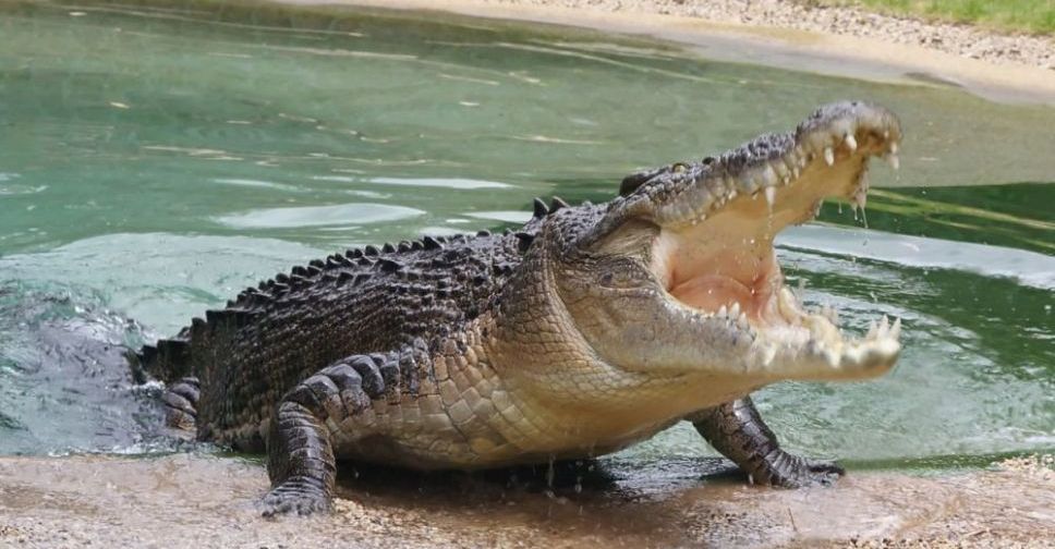 Рыбак отбился от напавшего на него двухметрового крокодила