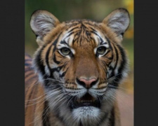 У США коронавірусом заразилася тигриця з зоопарку Нью-Йорку