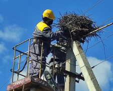 В Покровском районе работники ДТЭК переносят гнезда аистов на специальные опоры