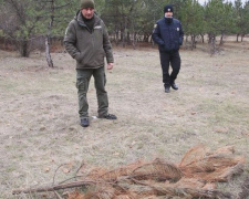 Защищают сосны: в Покровском районе лесные инспекторы работают в усиленном режиме
