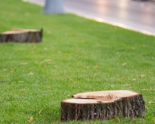 В Україні вдесятеро підвищать штрафи за незаконну вирубку дерев у містах