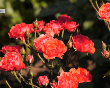 Покровчанин Віктор Масюк розповів про вирощування троянд  для міста та всієї країни