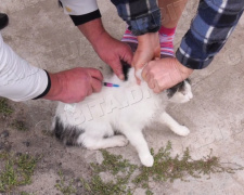 Покровські ветлікарі продовжують опікуватися здоров’ям тварин Донеччини