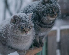 Когда украинцам ждать первого снега