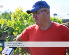 Зелений туризм у Покровському районі: виноградар Олександр Кеба поділився досвідом та планами