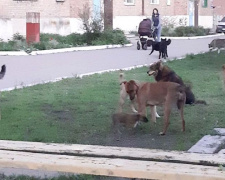 Бездомные собаки терроризируют жителей Покровска – есть ли решение проблемы?