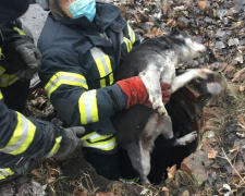 У Покровську рятувальники дістали з занедбаного люку собаку