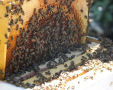 Медовый вопрос: почему на рынках Покровска нет майского меда и каковы перспективы развития пчеловодства в Украине