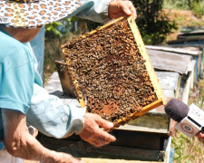 Меду буде мало: аномальний травень завдав збитків не тільки аграріям, але й бджолярам