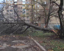 Зламані дерева та аварійні відключення світла: сильний вітер наробив лиха в Покровську