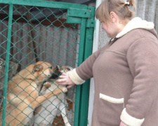 Мирноградское общество защиты животных просит помочь в покупке дома для реабилитационного центра