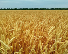 Жнива-2024: Покровська громада серед лідерів по врожайності зернових культур
