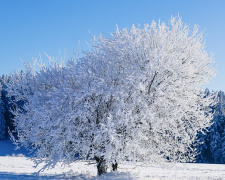 Морози, снігопади та хуртовини: синоптик розповів про погоду в Україні наступного тижня