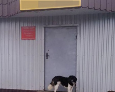 Как Муниципальная служба правопорядка Покровска решает вопросы с бродячими собаками