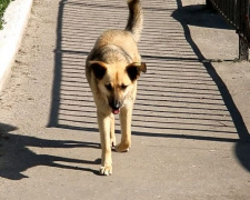 В Покровске отлов бродячих собак начался с протеста зоозащитников