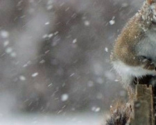 Штормовий вітер та сніг із дощем увірвуться в Україну 11 лютого